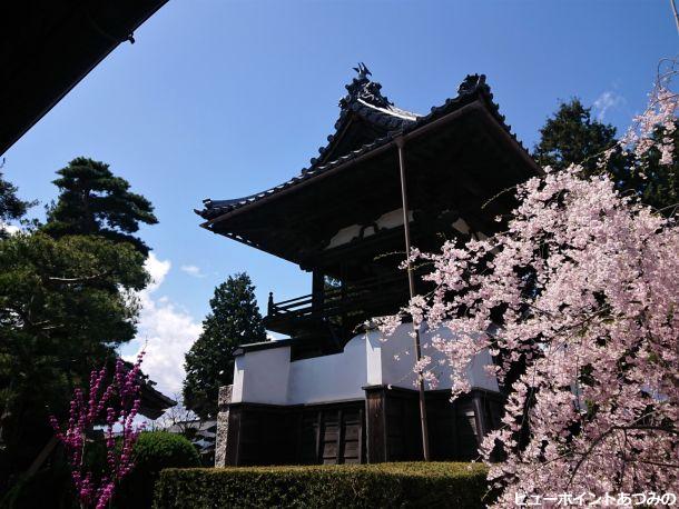 枝垂桜と鐘楼門