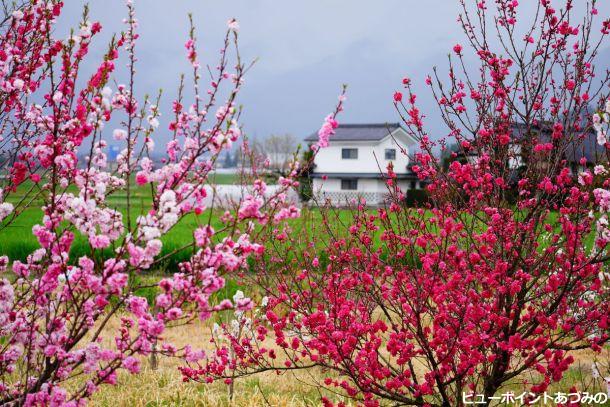 花桃と安曇野民家