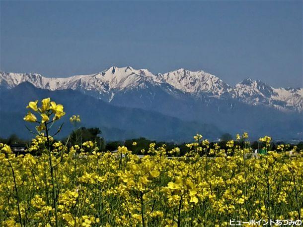 菜の花と後立山連峰