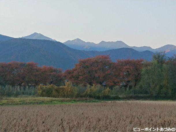 桜並木と常念岳