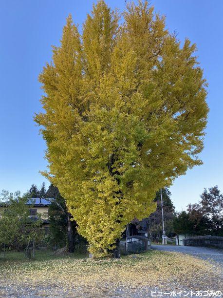 公民館のイチョウ