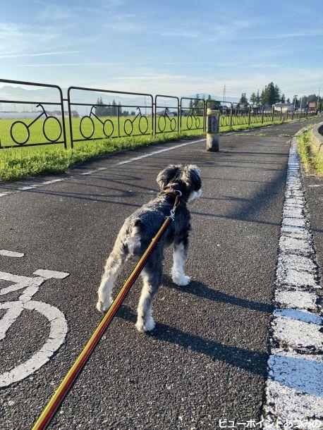 わんこも安心自転車道