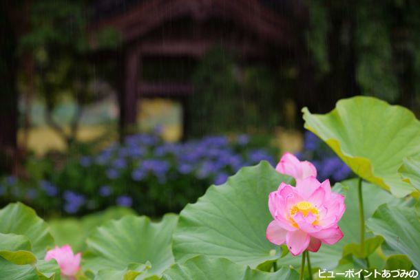 雨の青原寺