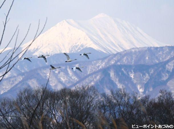 北帰行の白鳥達