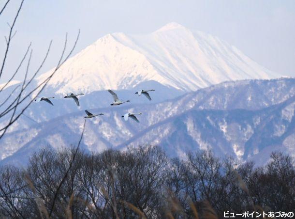 北帰行の白鳥達