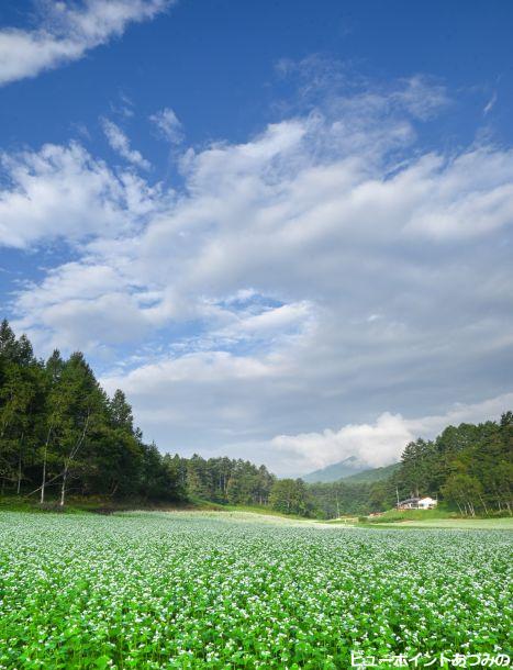 中山高原のそばの花