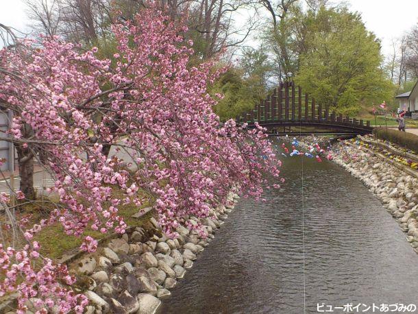 中曽根川と八重桜