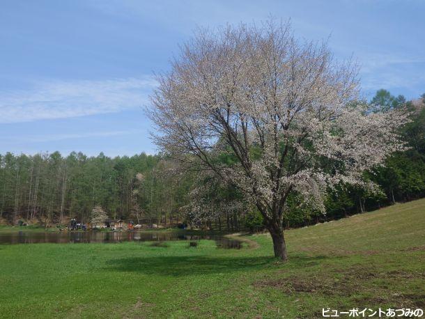 幻の池と一本桜