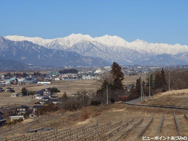葡萄畑と後立山連峰