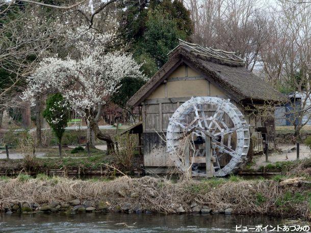 水車小屋と白梅