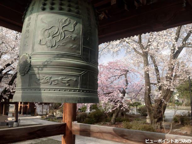 梵鐘と桜