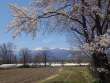 桜と常念岳