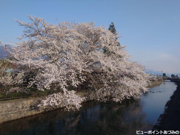 桜と拾ヶ堰