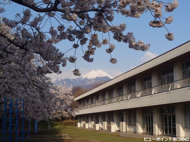 穂高西小学校の桜