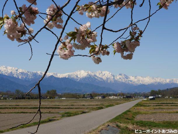 八重桜と後立山連峰