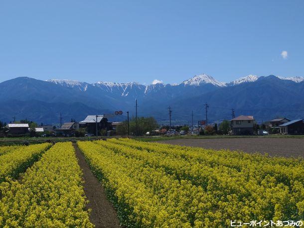 菜の花と蝶常念