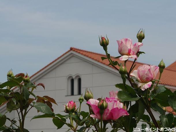 安曇野市美術館の薔薇