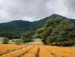 里山のキバナコスモス