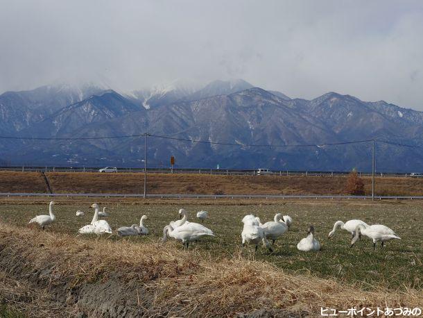 田んぼの白鳥