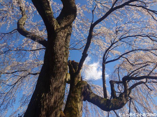 田多井観音堂の桜