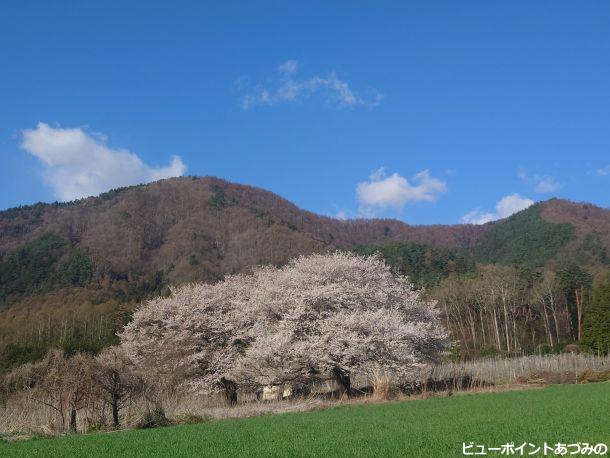 桜と角蔵山