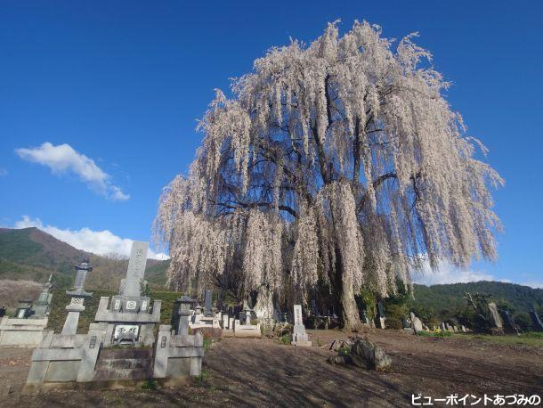 田多井の大しだれ桜