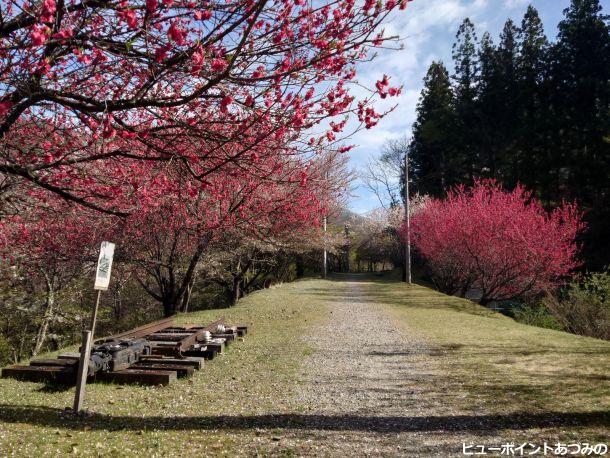 廃線敷の花桃