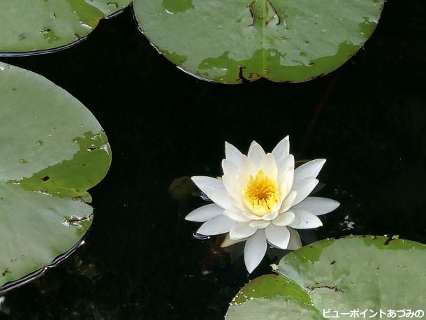 室山池の睡蓮