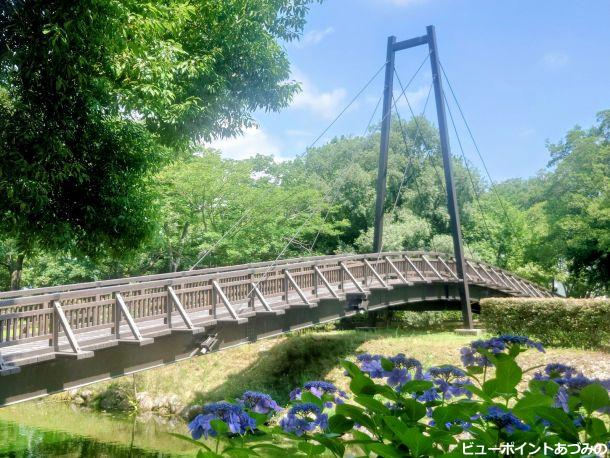 紫陽花と吊り橋