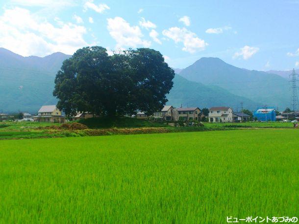 榎の大木と有明山