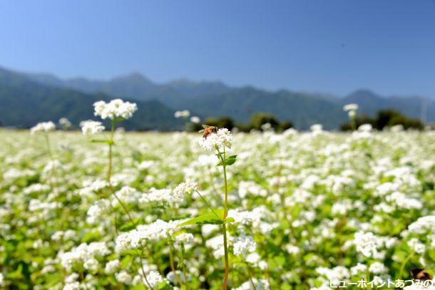 ハチも蜜集めに忙しい