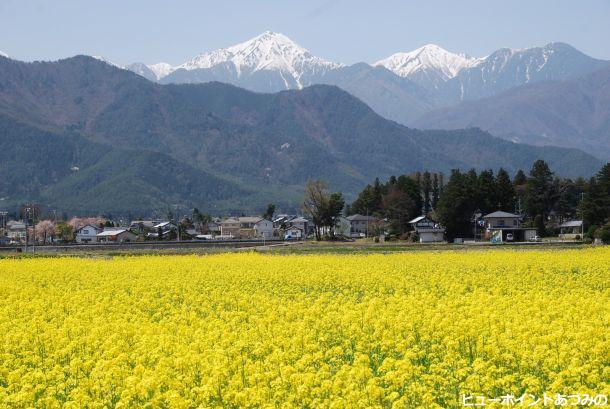 菜の花と常念岳