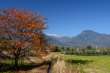 桜紅葉と有明山