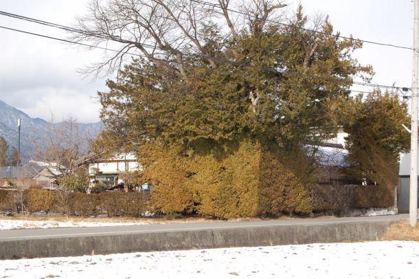 築地松の様な