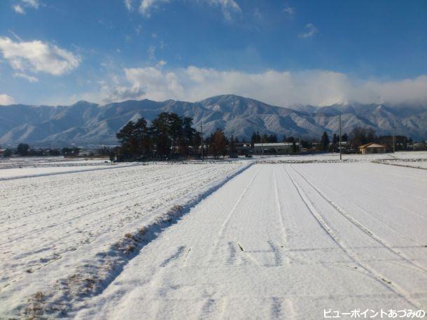 雪の中の屋敷林