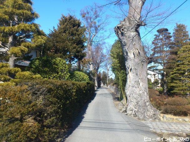 屋敷林の小路