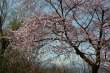 百楽桜は八分咲き