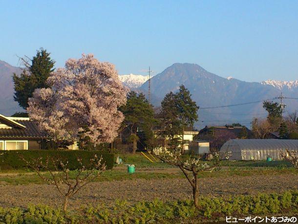 信濃富士と桜