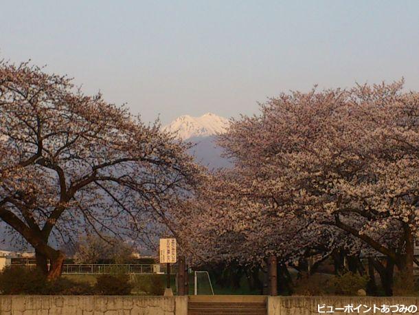 穂高南小の桜