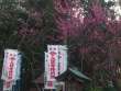 穂高神社の紅梅