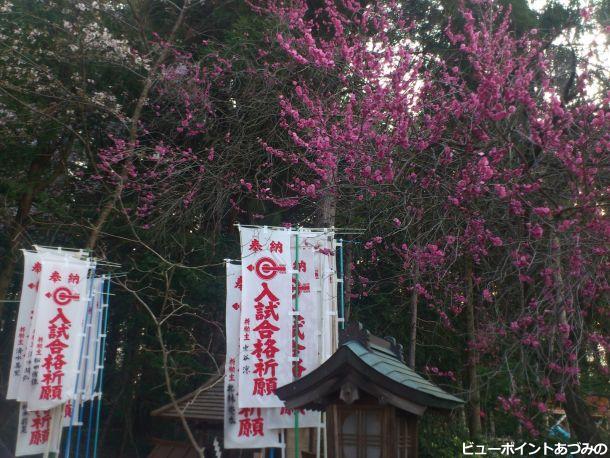 穂高神社の紅梅