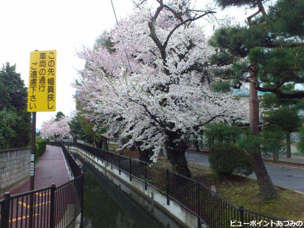 穂高商業高校の桜