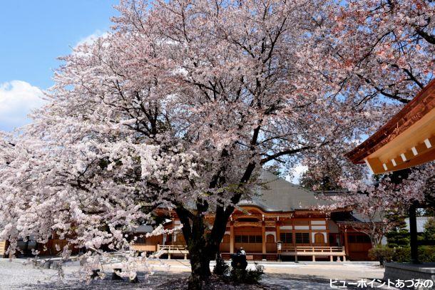 宗徳寺の桜
