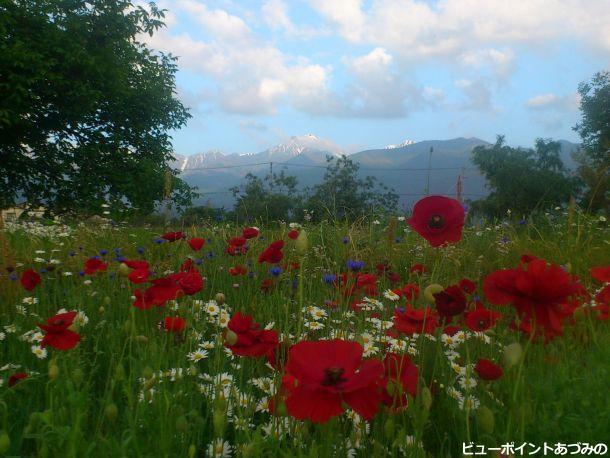 野の花と常念岳