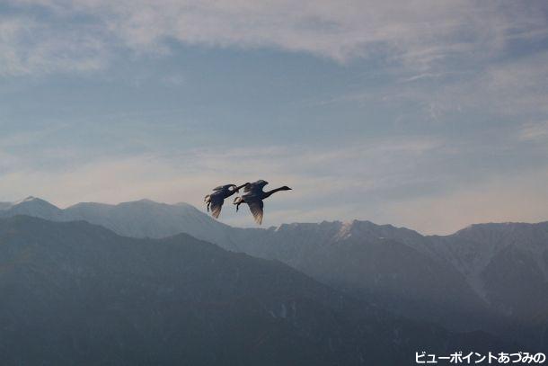 白鳥のいる風景　１