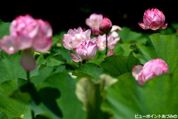 青原寺のハスの花