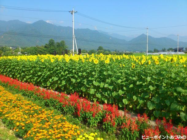 山麓のお花畑