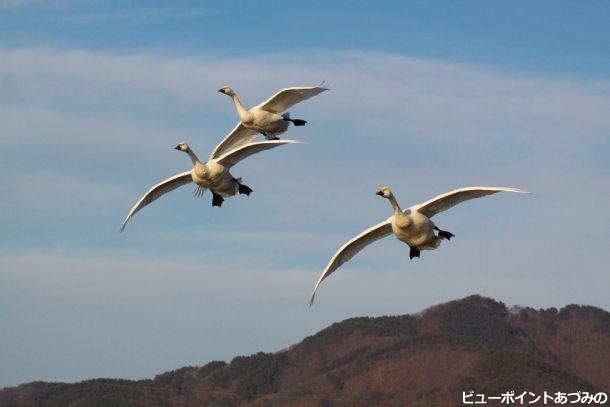 白鳥の居る風景　２