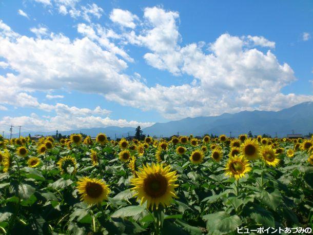 夏空と向日葵