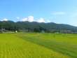 晩夏の田園風景